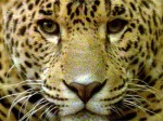 jaguar01BBC site